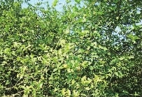 湖南省康多利油脂有限公司,油茶种植出产加工销售,植物油种植出产加工销售